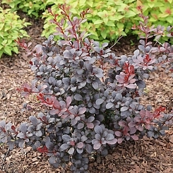 Барбарис Тунберга 'Саммер Чоколэт'