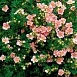 Лапчатка кустарниковая 'Лавли Пинк'