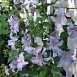 Клематис 'Блю Энджел' Клематис 'Блю Энджел'
