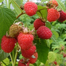 Малина 'Глен Долл'