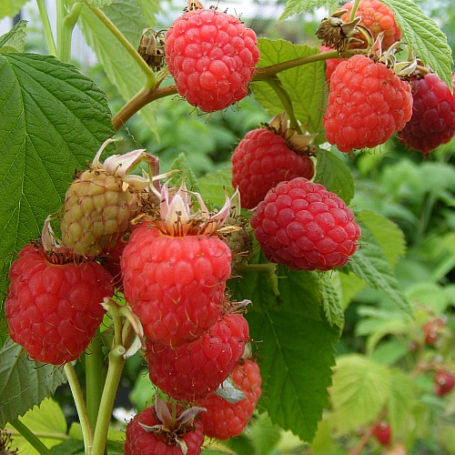 Малина 'Глен Долл'