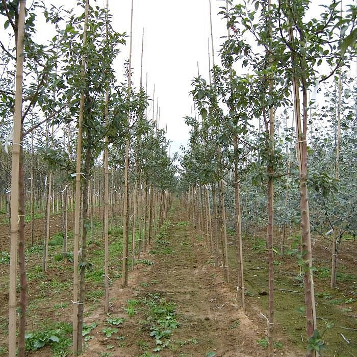 Яблоня декоративная 'Эверест'