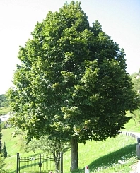 Липа крупнолистная 'Фаворит'