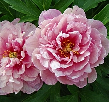 Пион Ито-гибрид 'Пинк Дабл Денди' (розовый светлый)