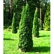 Туя западная 'Смарагд'