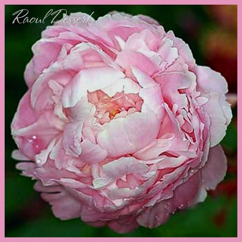 Пион молочноцветковый 'Рауль Десерт' (розовый)