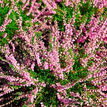 Вереск обыкновенный 'Дж. Х. Гамильтон' 