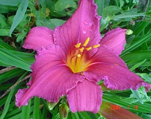 Лилейник гибридный 'Самер Вайн'