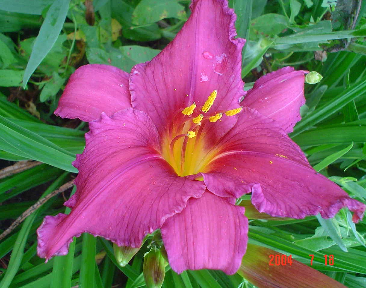 Лилейник гибридный 'Самер Вайн'