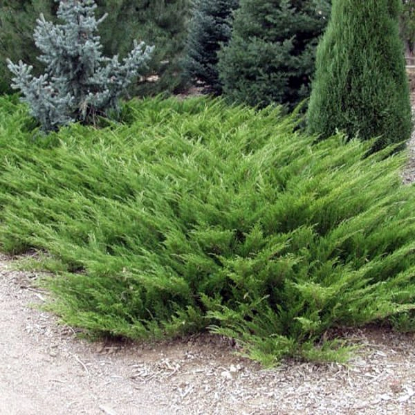 Можжевельник казацкий 'Аркадия'