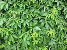 Виноград девичий