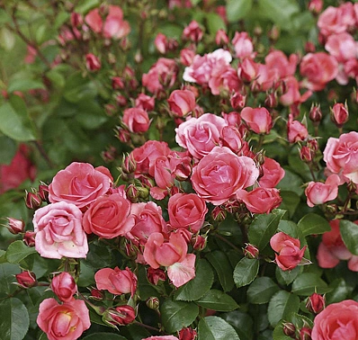 Роза 'Личтблик' (почвопокровная) (лососево-розовая)