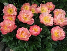 Пион молочноцветковый 'Лондон'