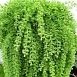 Лиственница европейская Пендула (Pendula) Лиственница европейская Пендула (Pendula)