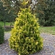 Туя западная 'Ауреоспиката'