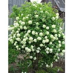 Калина обыкновенная (розеум) 'Бульденеж'