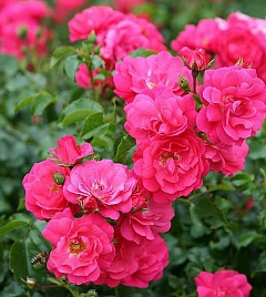 Роза 'Хайдетраум' (почвопокровная) (розовая)