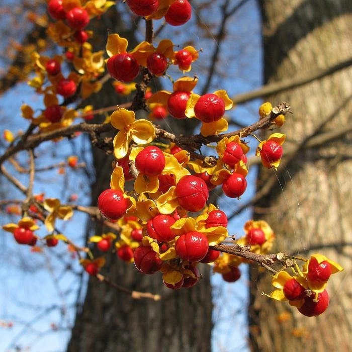 Древогубец круглолистный Древогубец круглолистный