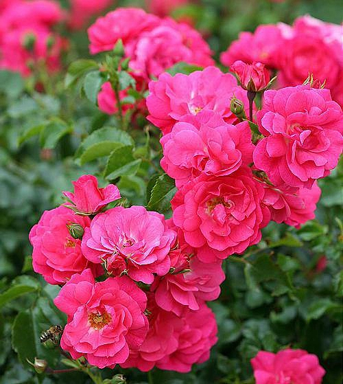 Роза 'Хайдетраум' (почвопокровная) (розовая) купить по цене 2.850,00 руб. руб. в Москве в садовом центре Южный