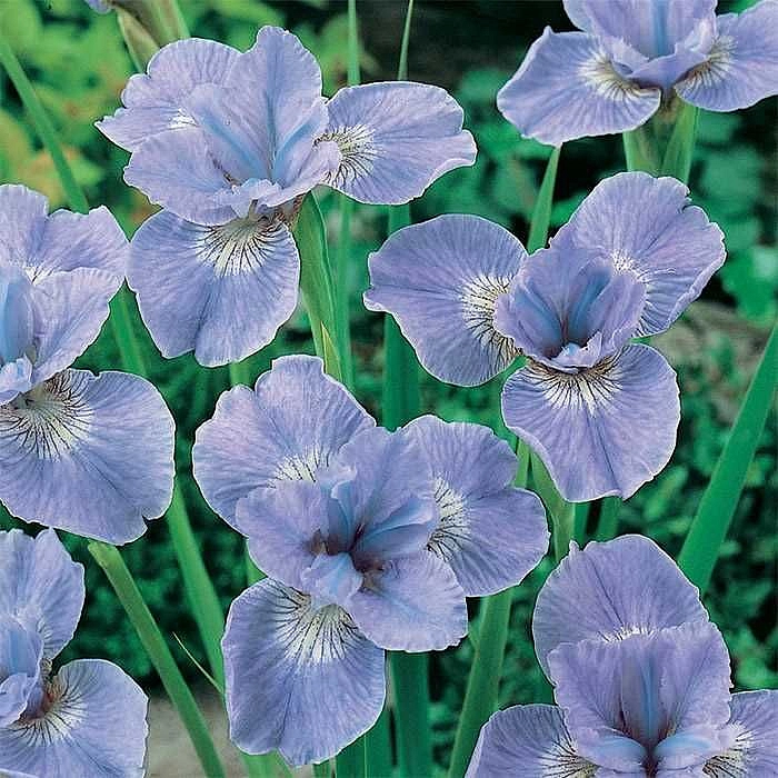 Ирис сибирский 'Дие Дилайт'