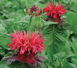 Монарда двойчатая (гибридная) 'Файербол'