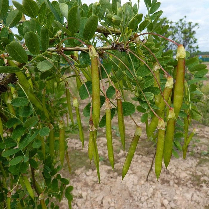 Акация древовидная 'Пендула'