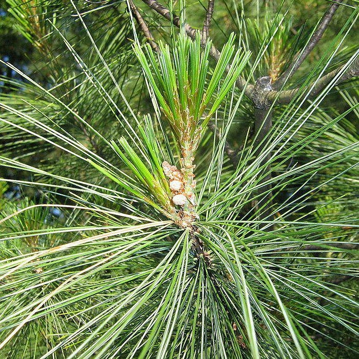 Сосна веймутова