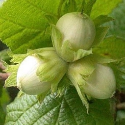 Фундук 'Первенец'