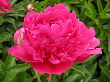 Пион молочноцветковый 'Феликс Суприм' (темно-розовый)