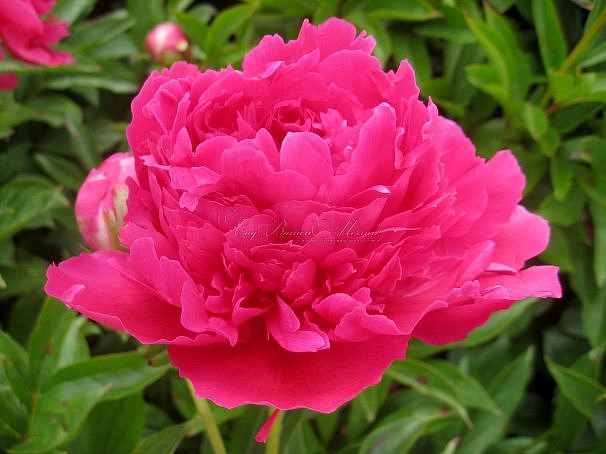 Пион молочноцветковый 'Феликс Суприм' (темно-розовый)