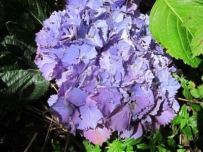 Гортензия крупнолистная 'Замбия'