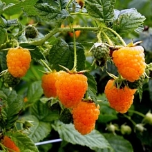 Малина 'Золотая осень'