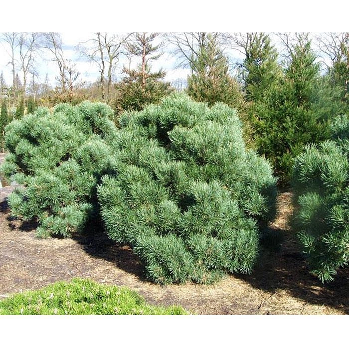 Сосна обыкновенная 'Ватерери'