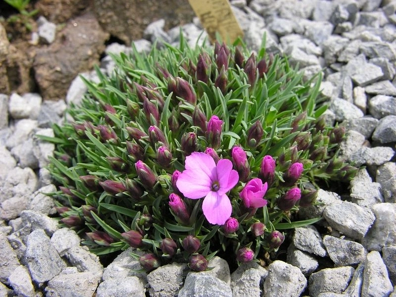 Гвоздика мелкочешуйчатая