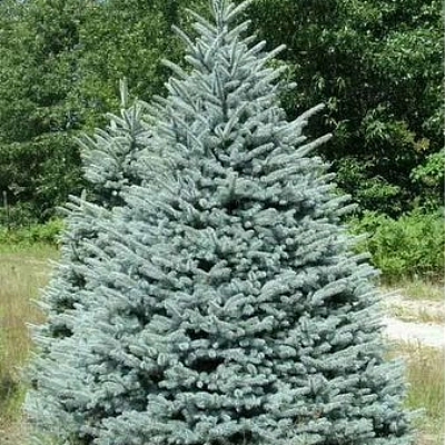 Ель колючая 'Кейбаб'