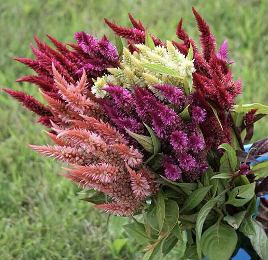 Семена Целозия