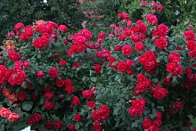 Роза 'Роял Бушнер' (парковая, шраб) (красная)