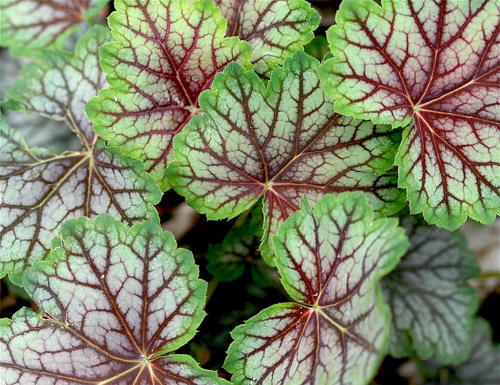 Гейхера 'Далес Стрэйн'