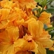 Рододендрон желтый (азалия) 'Голдстак' (желто-оранжевый)