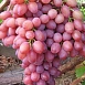 Виноград 'Кишмиш лучистый' (розовый)