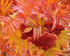 Рябина смешанная 'Додонг' Рябина смешанная 'Додонг'