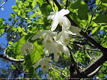 Халезия  каролинская