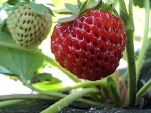 Земляника (клубника) 'Мизе Шиндлер'