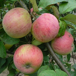 Яблоня домашняя 'Штрейфлинг' (Осеннее полосатое')