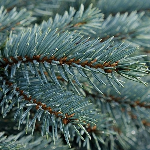 Ель колючая 'Карпатен'