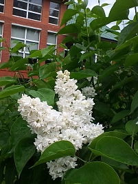 Сирень обыкновенная Моник Лемуан (Monique Lemoine)