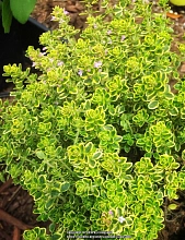 Тимьян лимоннопахнущий 'Мюстик'