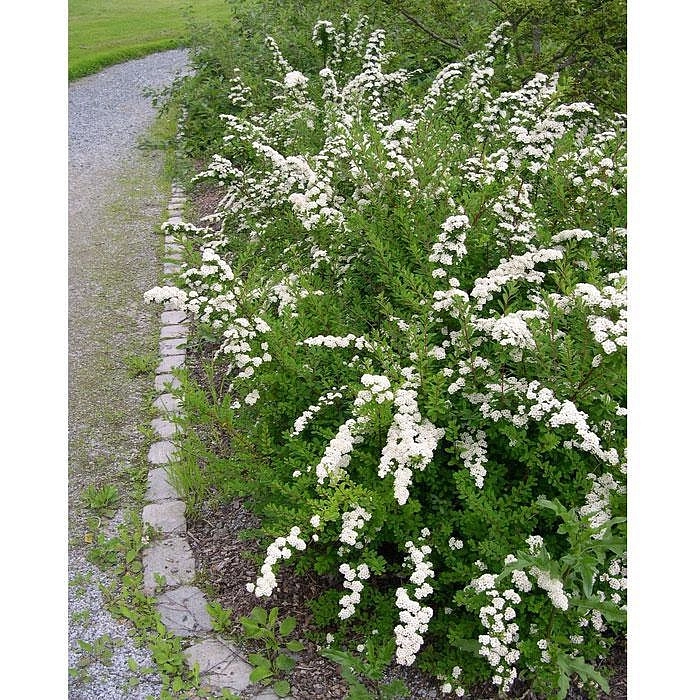 Спирея ниппонская 'Сноумаунд'