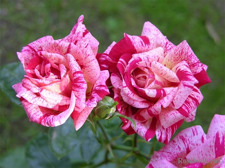 Роза 'Твист' (флорибунда) (малиново - розовая)