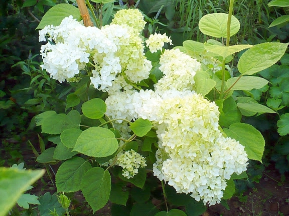 Гортензия древовидная 'Стерилис'